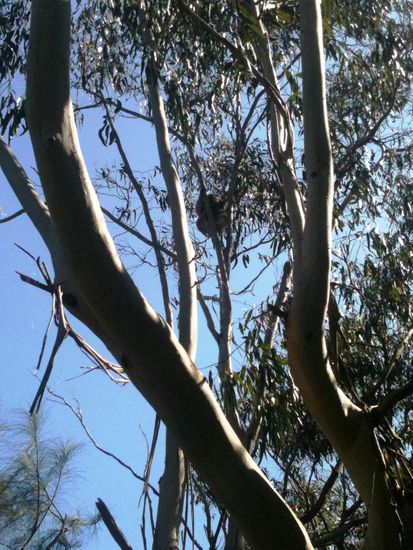 Dann sahen wir unseren ersten Koala