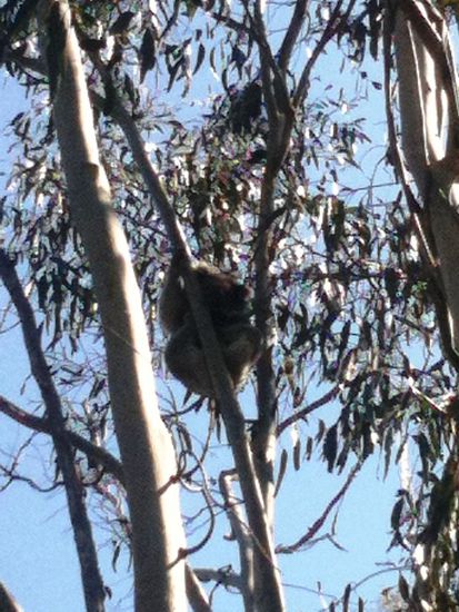 Er machte natürlich ein Nickerchen hoch oben auf dem Baum