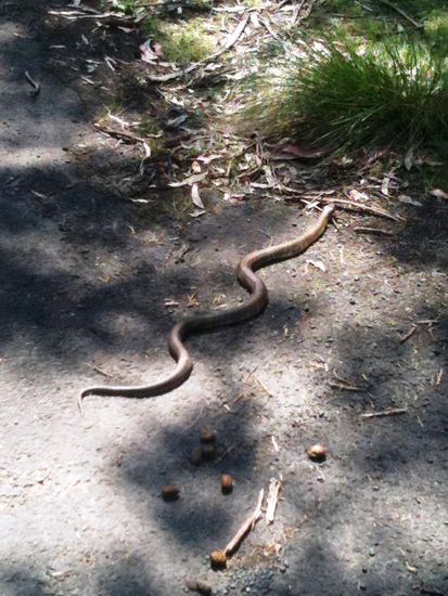 Auf dem Nach Hause Weg überraschte uns noch diese Schlange