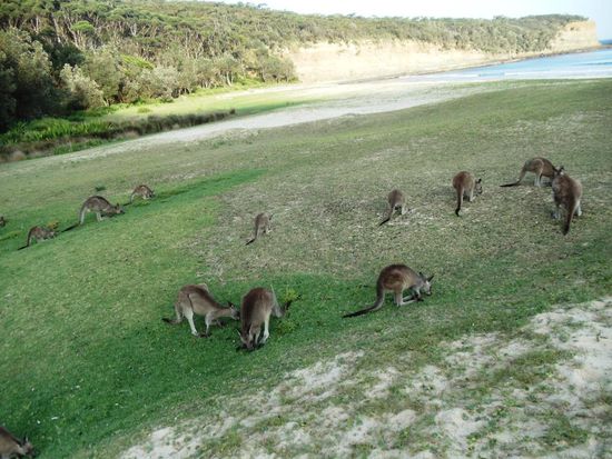 Pebbly Beach im Murramarang National Park. Wunderschöner Strand zum Baden und Sonnen. Auch die Kängurus lieben es hier Wer will, kann diese "Hüpfer" auch streicheln. Ich begnügte mich mit Beobachten...