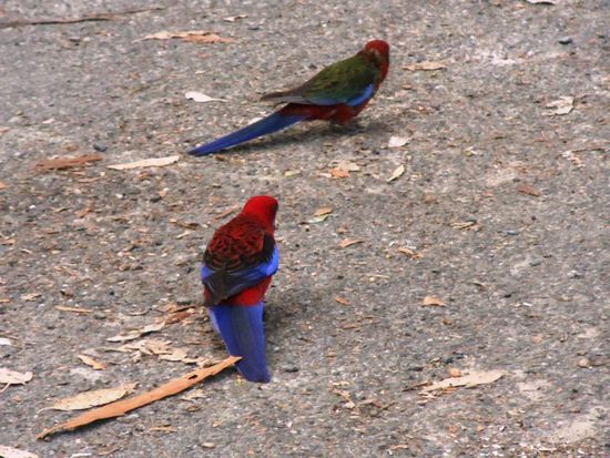 Wunderschön, neugierig und laut; die Kakadus hier im National Park
