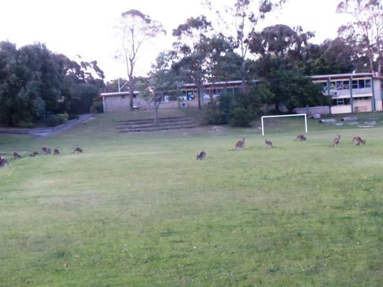 Das musste ich natürlich unbedingt fotografieren. Australier beim Fussballspielen. Auf jeden Fall sind hier die Zuschauer sehr diszipliniert und es gab keine Ausschreitungen