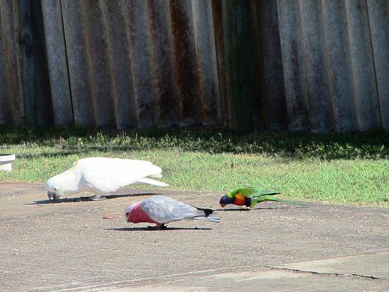 .. ein paar Vögel. Heinz hat sicher einhundert Fotos von allen Australischen Vögel gemacht..