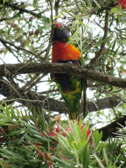 ...hier noch ein Farbiges