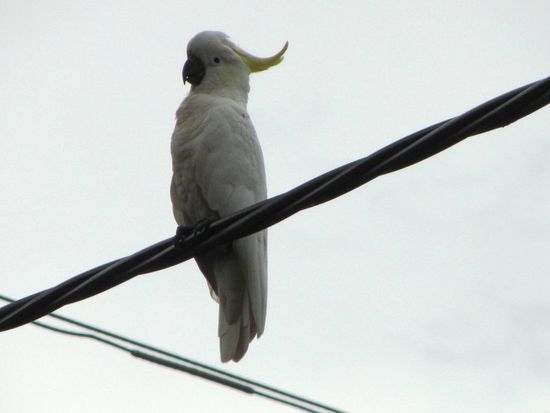 .. ein weisser Kakadu