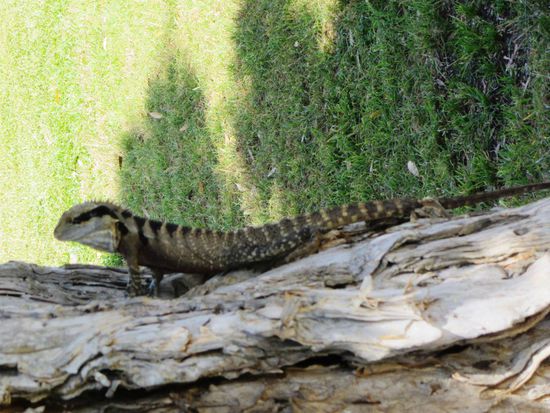 ..sonst noch so etwas, was herumläuft