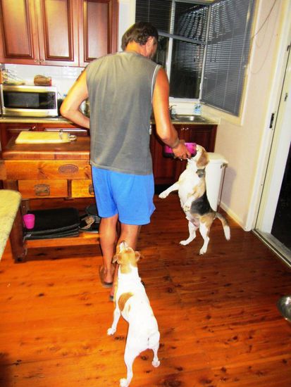 Raubtierfütterung. Buddy ist fünfzehn Jahre alt und wenn es Futter gibt, springt er wie ein junges Reh..