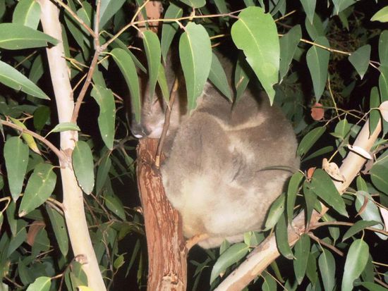 Die Koalas kann man bei ihrem Nichtstun nicht stören