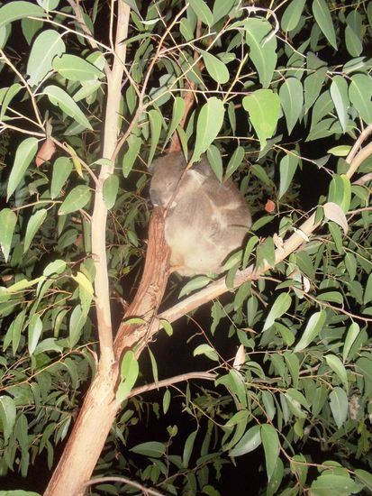 Sie schlummern gemütlich in den Bäumen