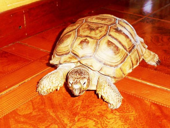 Das Familienhaustier schleicht auch immer irgendwo rum