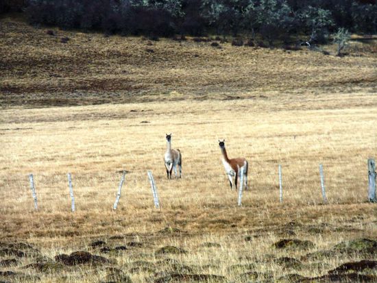 Guanaco's.