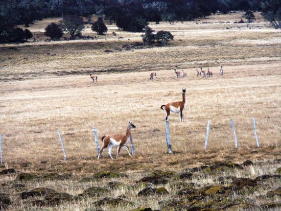 Muchos Guanacos