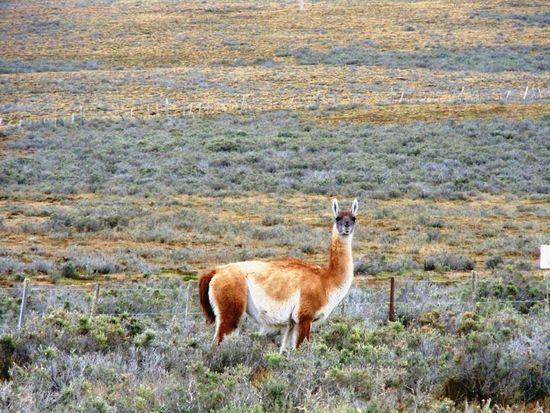 So nah hatte ich einen Guanaco noch nie vor meiner Linsen