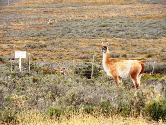 Gefallen mir, diese Lama-ähnlichen Dinger. Die können d....... gucken, he???