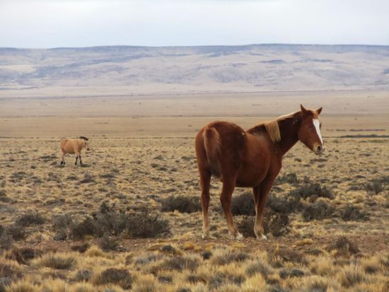 Wild horses in the Nowhere