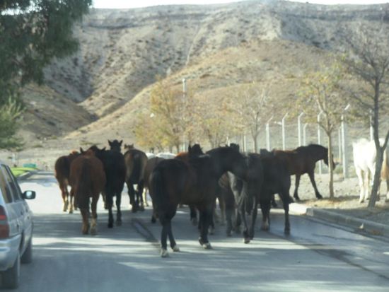 Zwischenhalt in Chos Malal
