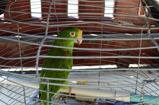 Lorenzo, der Hauspapagei. Spricht praktisch fliessend spanisch - jedoch nicht unbedingt die "sauberen und lieben" Worte