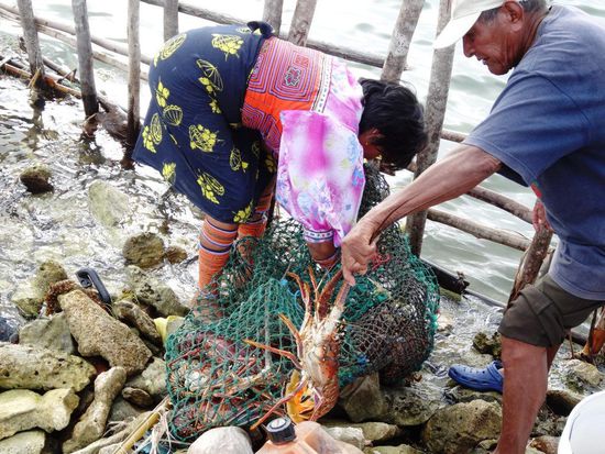 Unser Nachtessen - sechs Langusten. Frisch gefangen und "abgepackt"