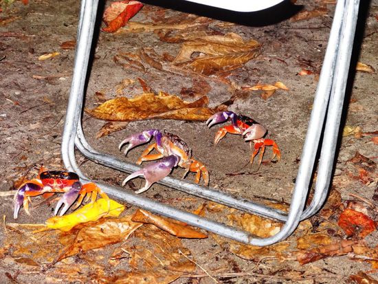 Nachts gabs unzählige Besucher, welche an unseren Zehen knabberten