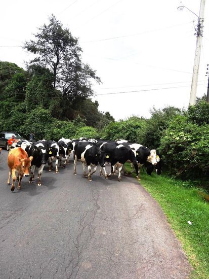 Unterwegs zum Vulkan Poás Nationalpark..