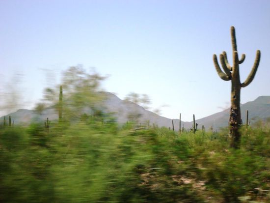 Arizona; Kaktus and Kaktus. War schwierig, diese zu fotografieren. Aber ich hab's versucht