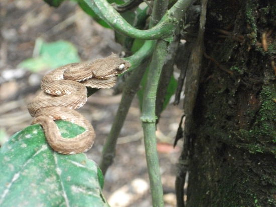 babyviper!!
viel gefaehrlicher als die ausgewachsenen schlangen, da sie ihr gift noch nicht so gut dosieren koennen. wenn sie beisst, laesst sie alles auf einmal raus!!