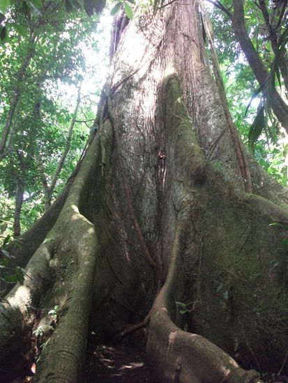 el ceibo - so wird er genannt!