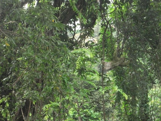 ein faultier bei der arbeit