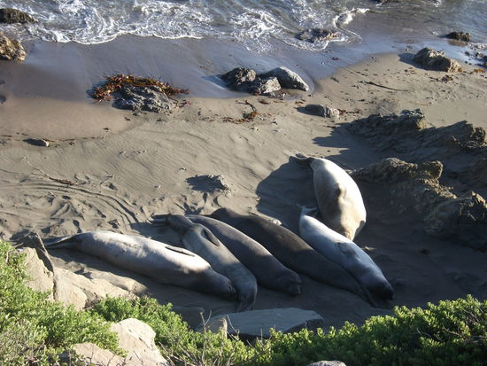 sehr viele strandabschnitte sind einfach vollbesetzt von seeloewen, die sich aufgereiht sonnenlassen.