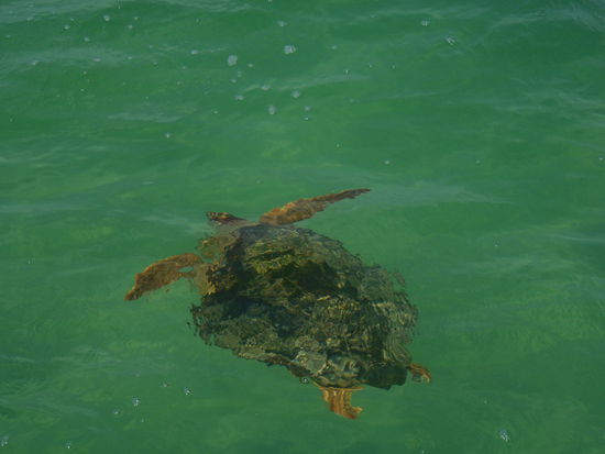 alle 10 minuten muss sie auftauchen um luft zu holen. 
sind echt einzigartig diese urgesteine!!