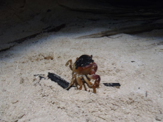 klein, aber oho!! das war der agressive krebs der glaubte sich mit uns anlegen zu muessen!! er wurde dann von einem goesseren krebs ins loch gezerrt und wahrscheinlich verzehrt...!