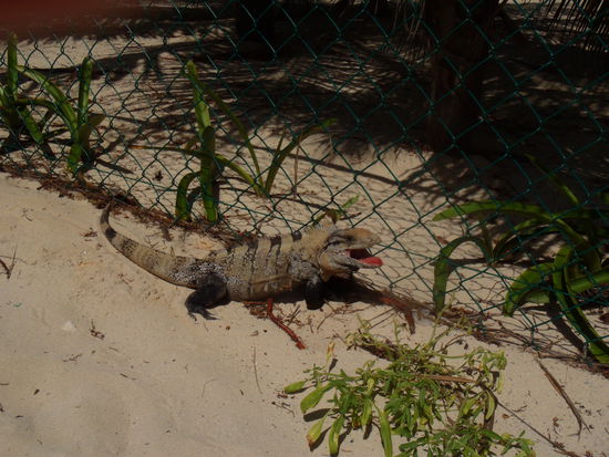 diese warane! schauen sehr furchteinfloessend aus, sind aber total harmlos!