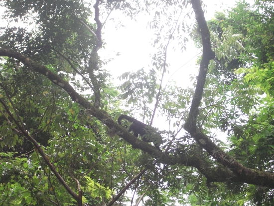 um nicht zu vergessen: die bruellaffen, die zu gewissen zeiten den dschungel unsicher machen mit ihrem gebruell!! sind nicht gross, aber ohooo!!
nicht gefaehrlich, den menschen greifen sie nicht an, ihr territorium sind die baeume, aber ihr gebruell hoert sich an wie ein gorilla, der so gross ist wie ein dinosaurier!!