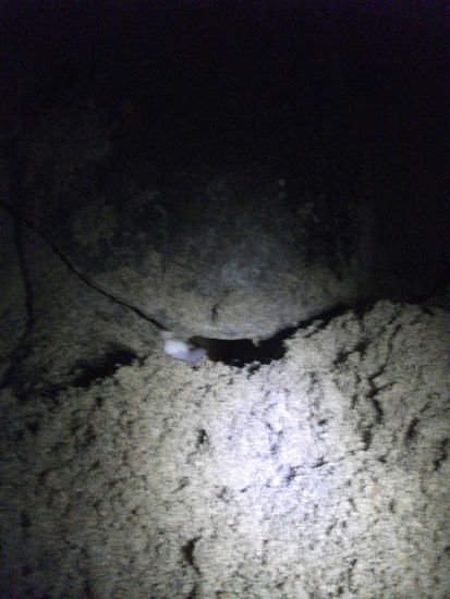 hier sieht man den hinteren teil + den linken hinterfuss.
das weisse das hervorleuchtet sind die eier