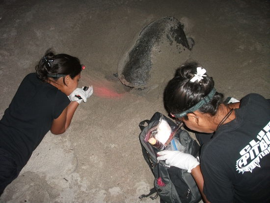 bei dieser schildkroete wurde gerade eine bemessung durchgefuehrt und gezaehlt wurden 123 eier in 18 minuten.