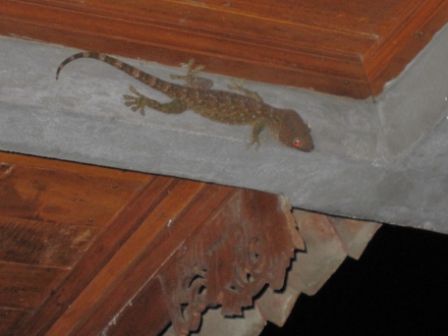 Gecko vor dem Zimmer