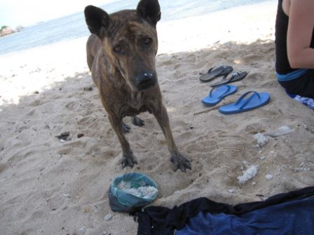 hungrige Hunde...