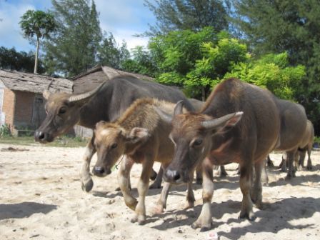 Kuehe am Strand