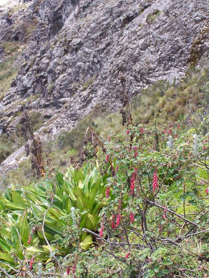 Blumen auf ueber 4500m