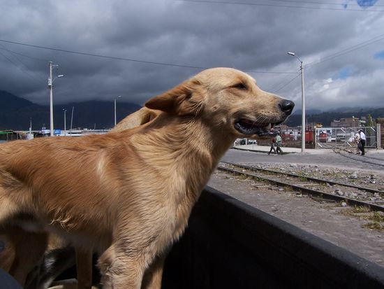 Pancho - mein treuer Begleiter beim Bergrunter- und Berghochlaufen