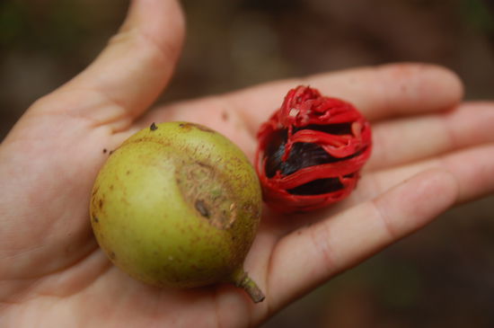 Nutmeg a.k.a. Muskatnuss zu und geoeffnet...