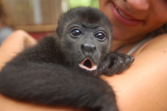 animalsection starts now: