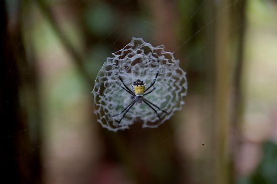 riesige und leuchtende Spinnen an jeder Ecke...