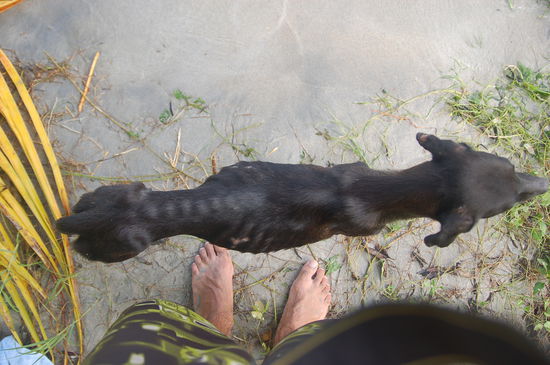 wahrscheinlich mit einer der duennsten Hunde der Welt...