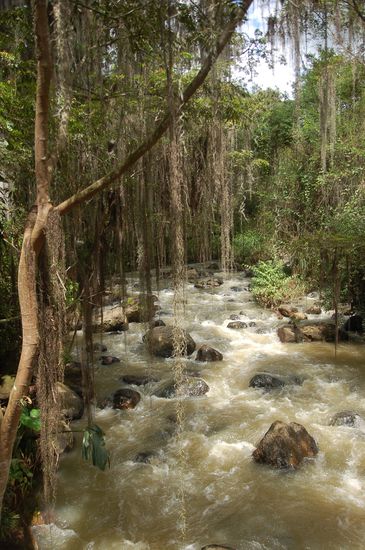 typisch fuer San Gil und beinahe an jedem Baum zu sehen sind die "Barbas de Viaje", fliegende Graeser, die sich an den Baeumen festsetzen und da dann erstma wachsen...ziemlich abgefahren..