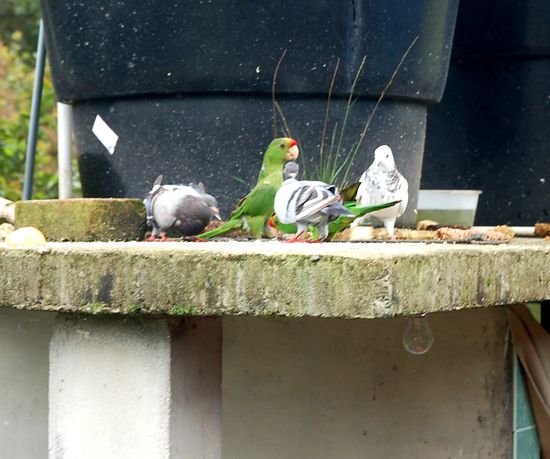 ...where the parrots and pigeons still play together