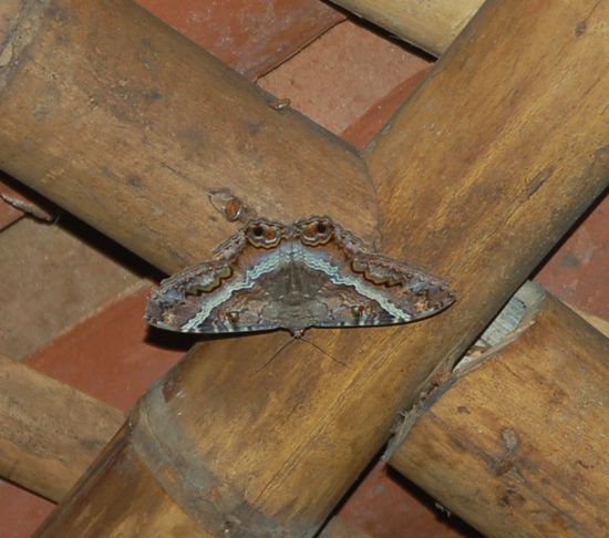 Falter oder Kroete? Auf jeden Fall ziemlich nervig, wenn man nicht einschlafen kann, weil man das Gefuehl hat staendig von der Kroete beobachtet zu werden...