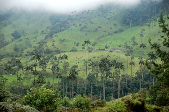 Valle de Cocora. Hier gibts tausende von Wachspalmen (Palmas de Cera), die mit einer Hoehe von bis zu 60 m zu den hoechsten Palmen der Welt zaehlen.