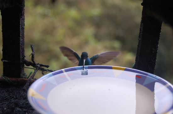 Kolibris everywhere im Valle de Cocora