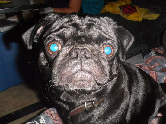 Josh`s Mitbewohner Ausry, der uns so manche schlaflose Naechte bereitet hat.